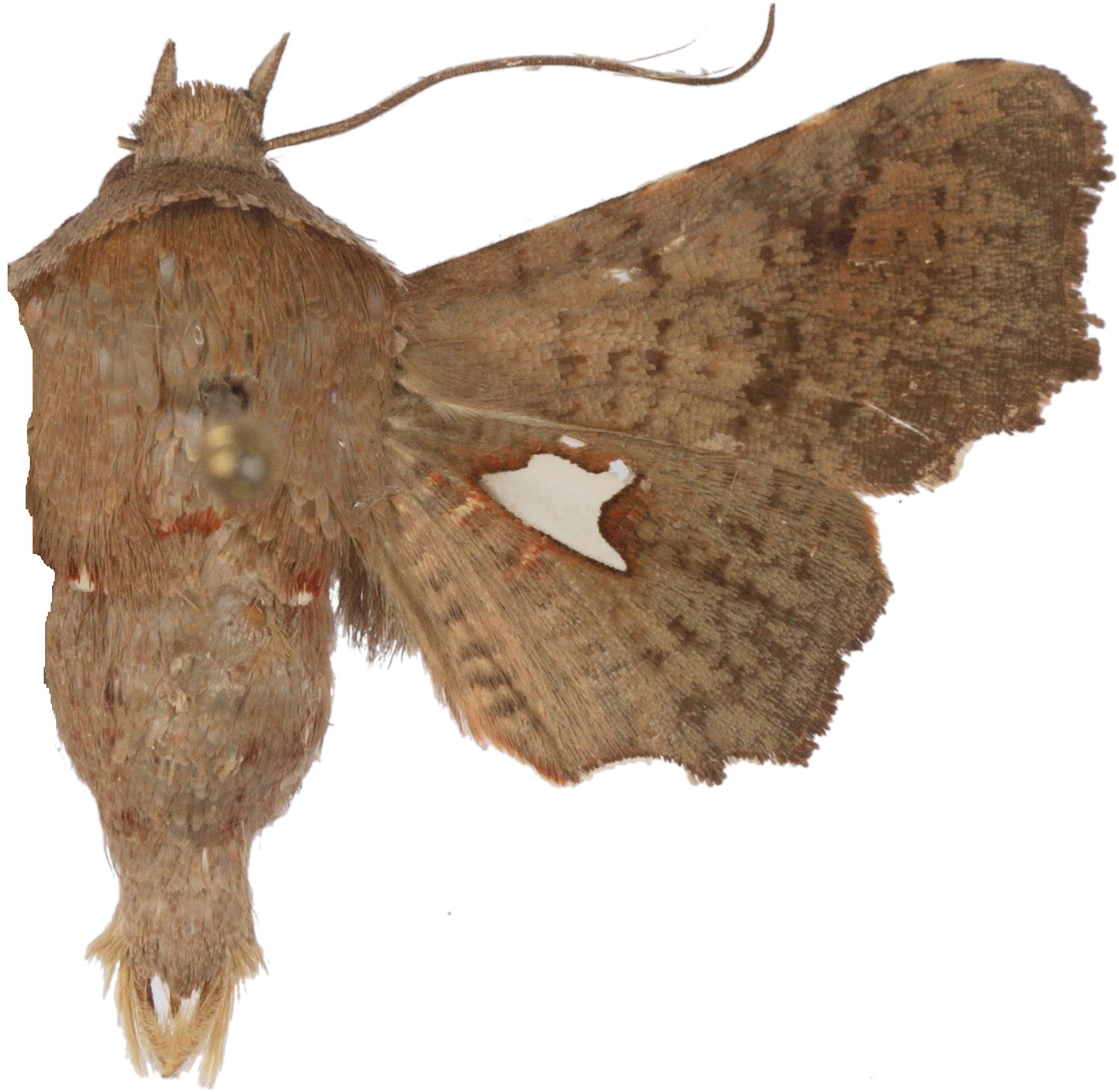 Dysodia sp. 1
