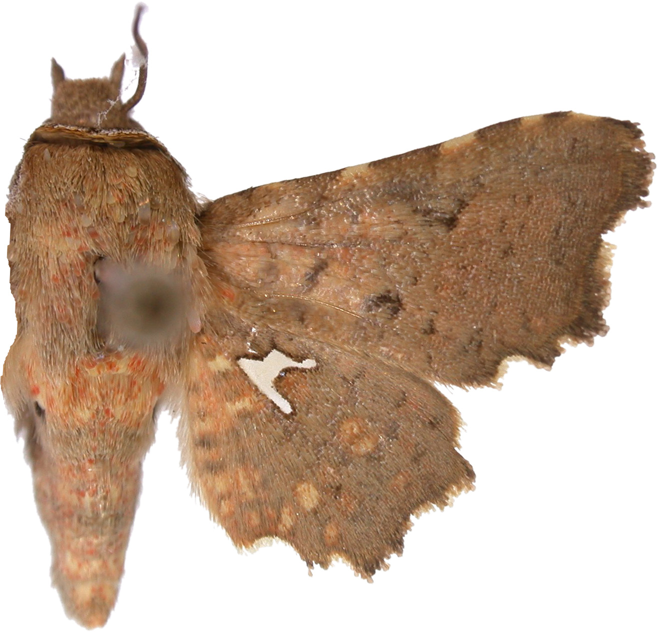 Dysodia sp. 10