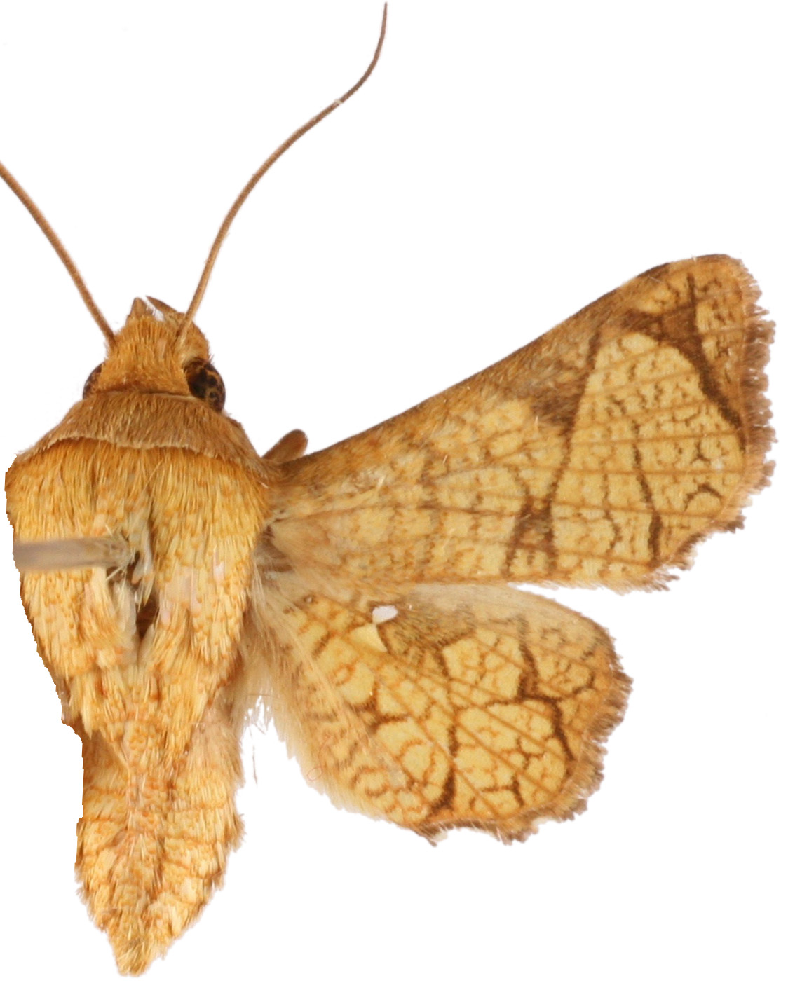 Dysodia sp. 11