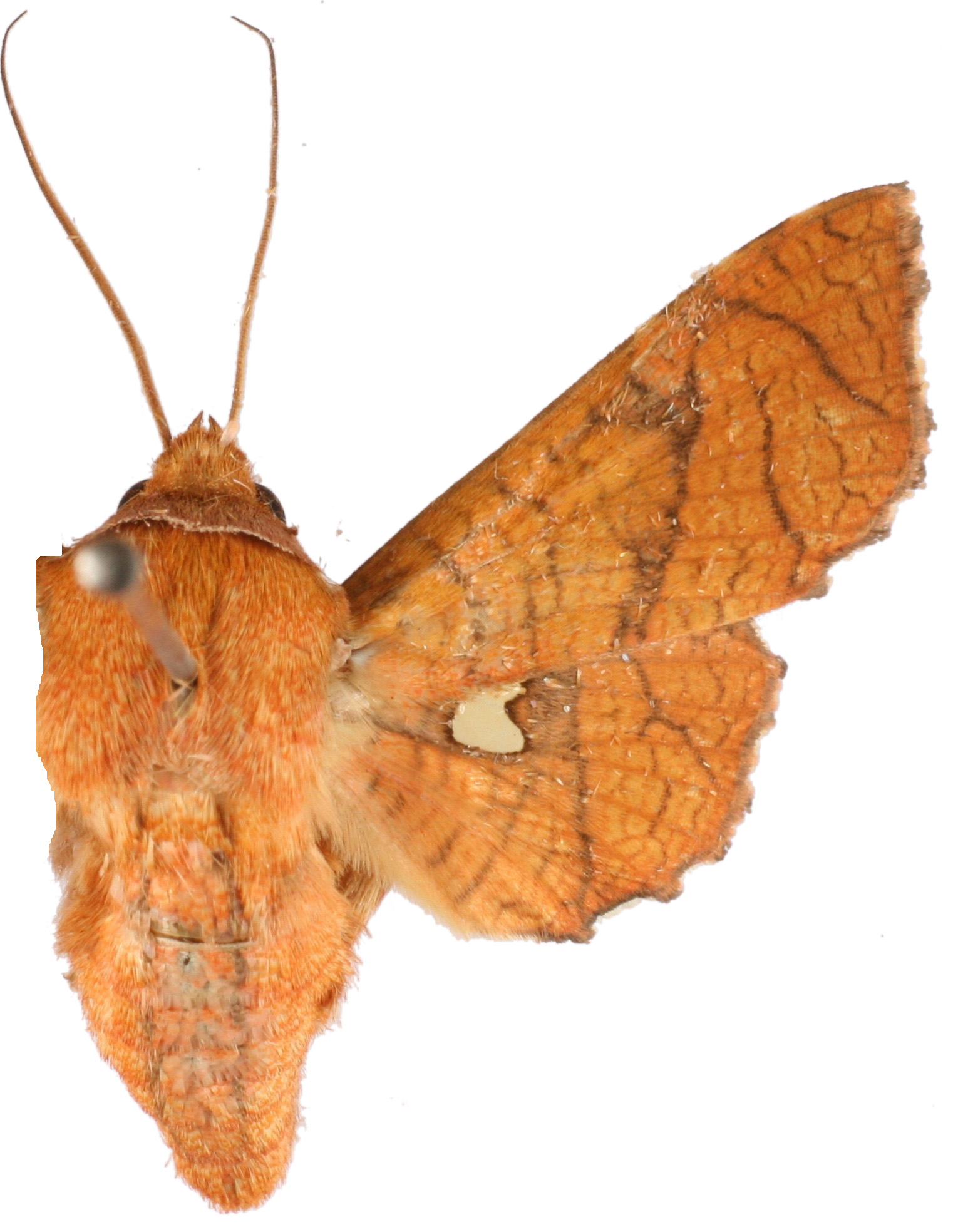 Dysodia sp. 12