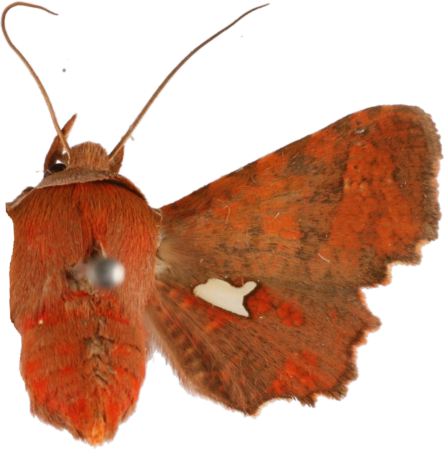Dysodia sp. 13
