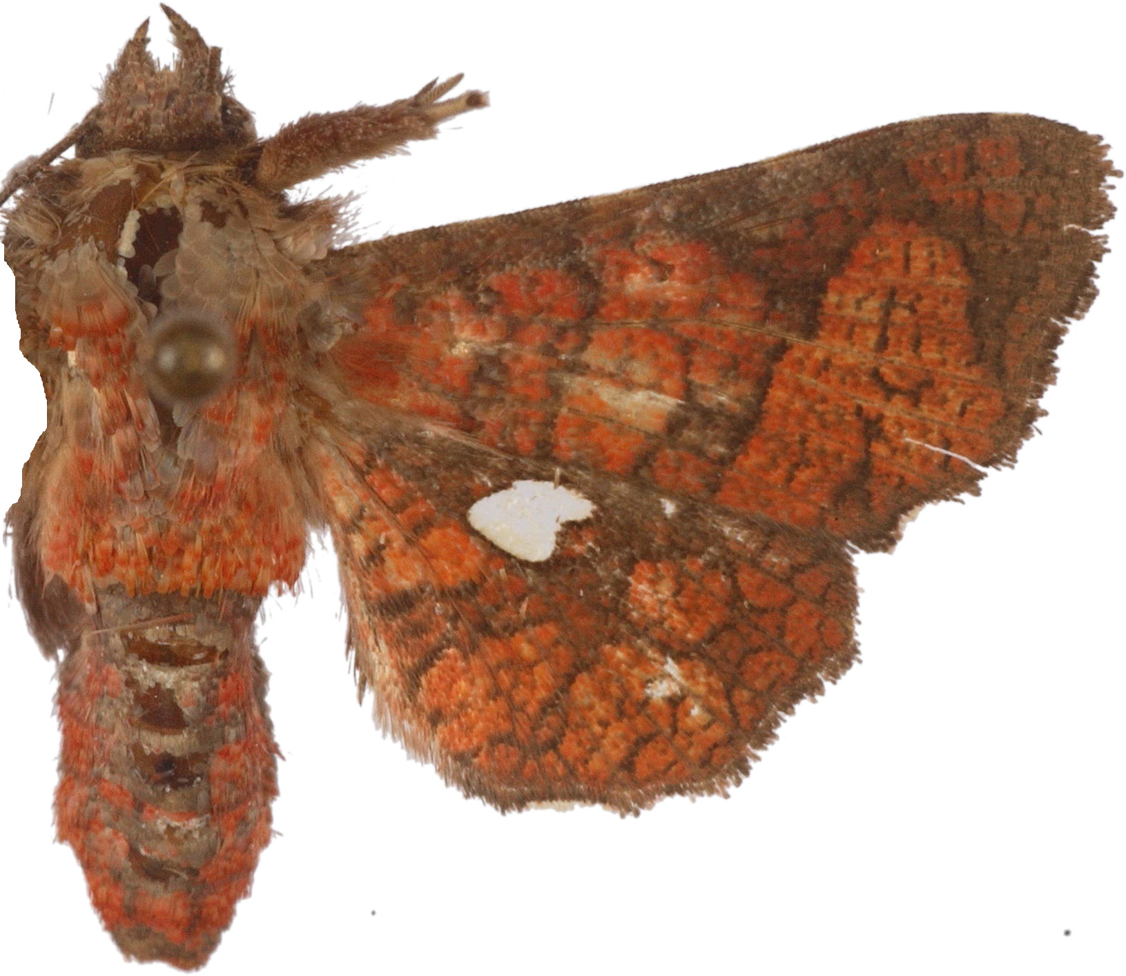 Dysodia sp. 2