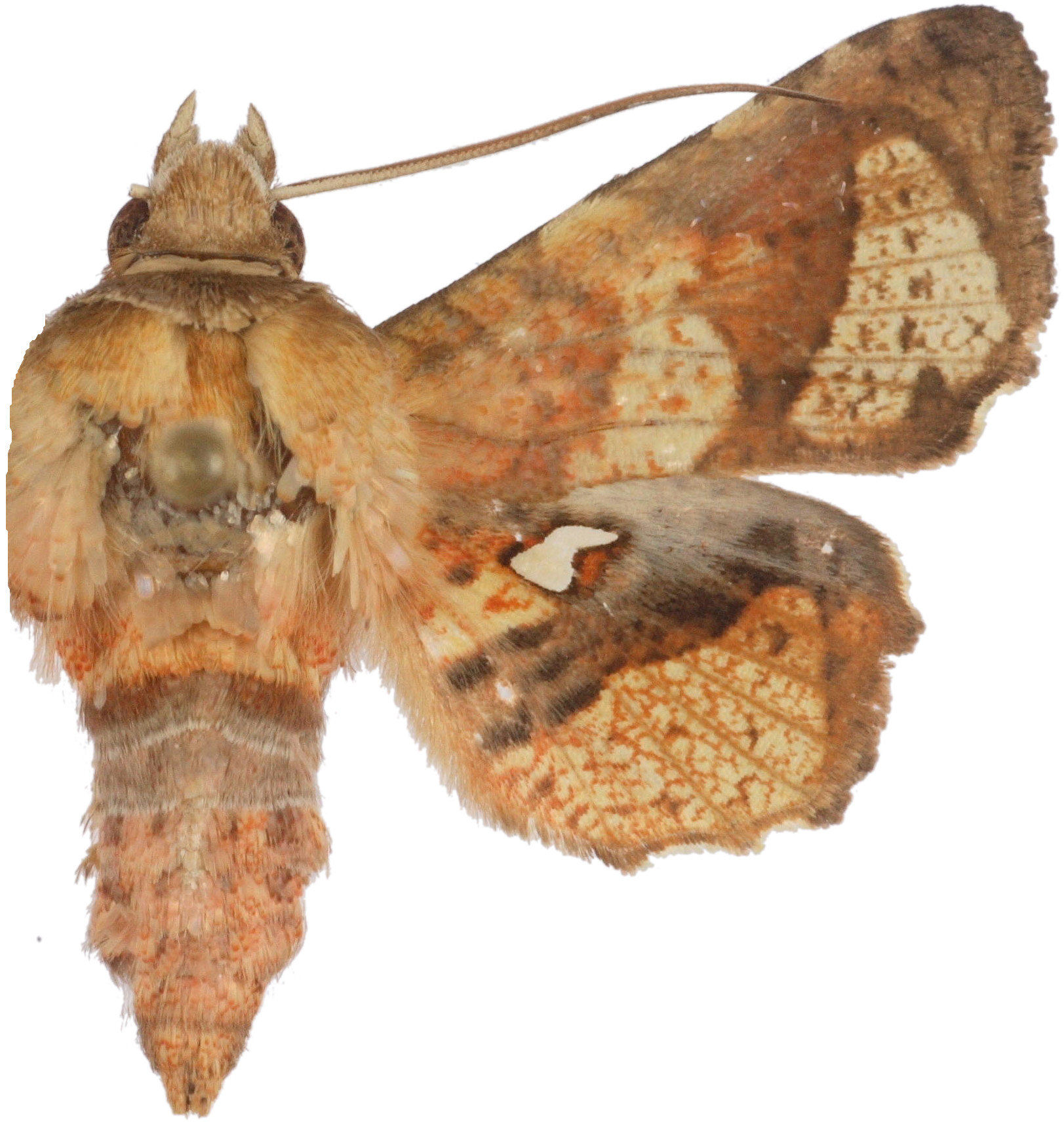 Dysodia sp. 3