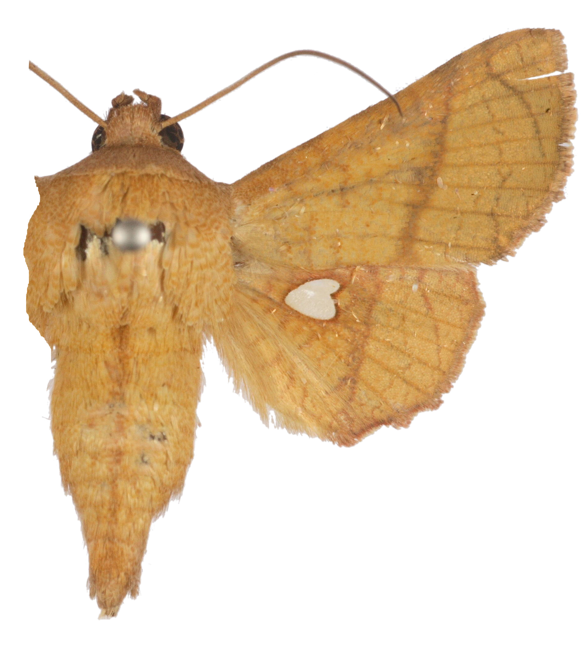 Dysodia sp. 4