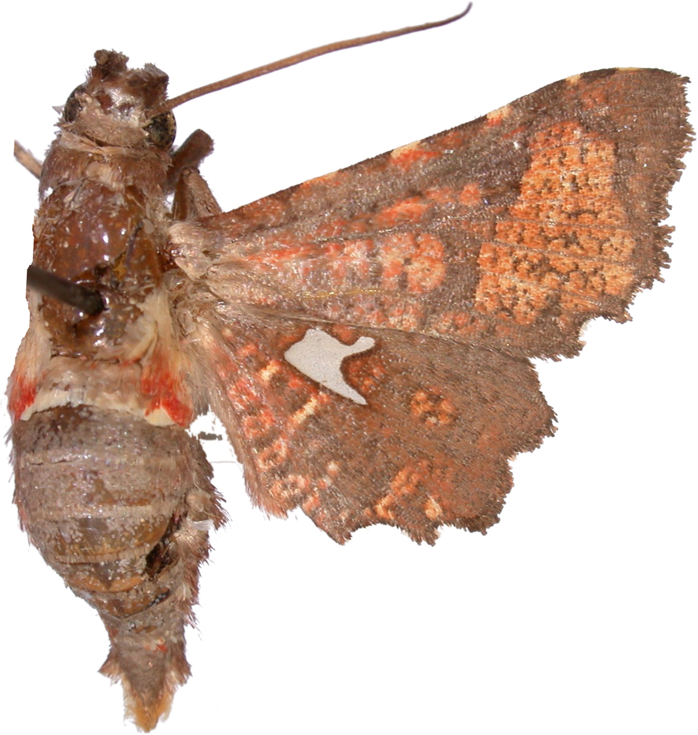 Dysodia sp. 6