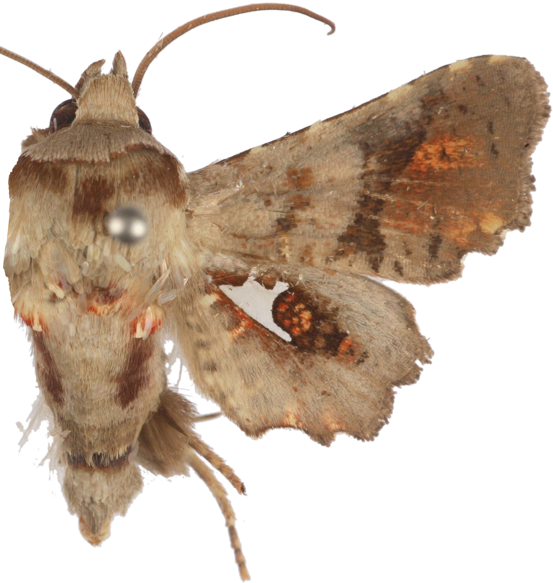 Dysodia sp. 7