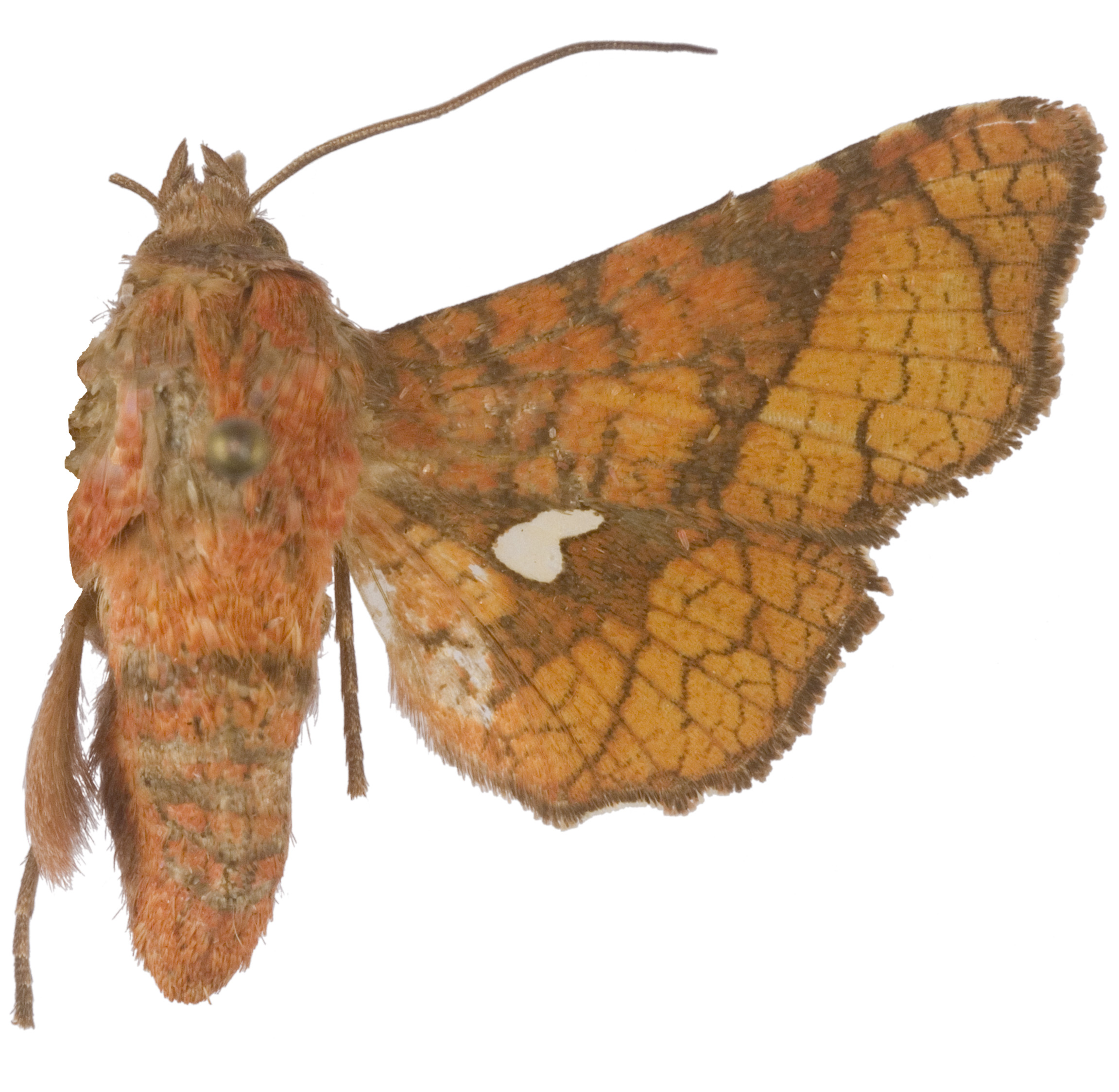 Dysodia sp. 9