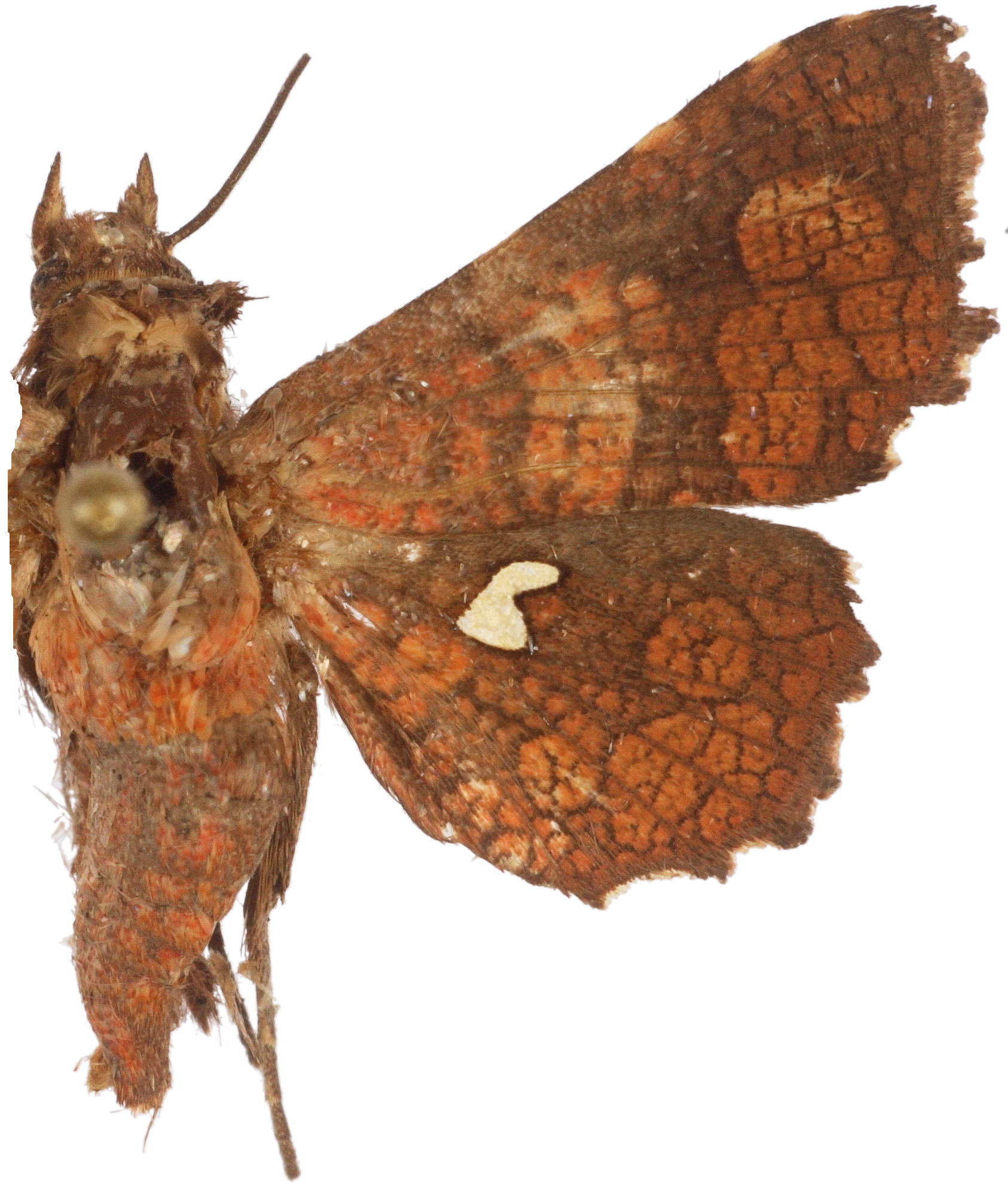 Dysodia sp. 8