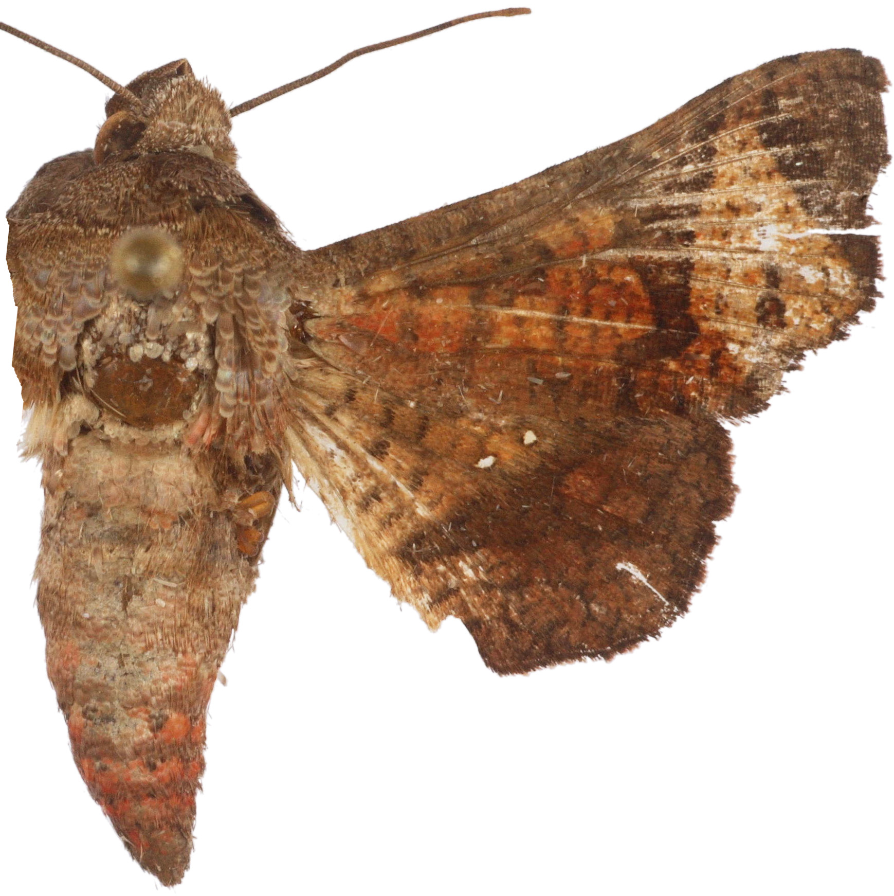 Dysodia sp. 5