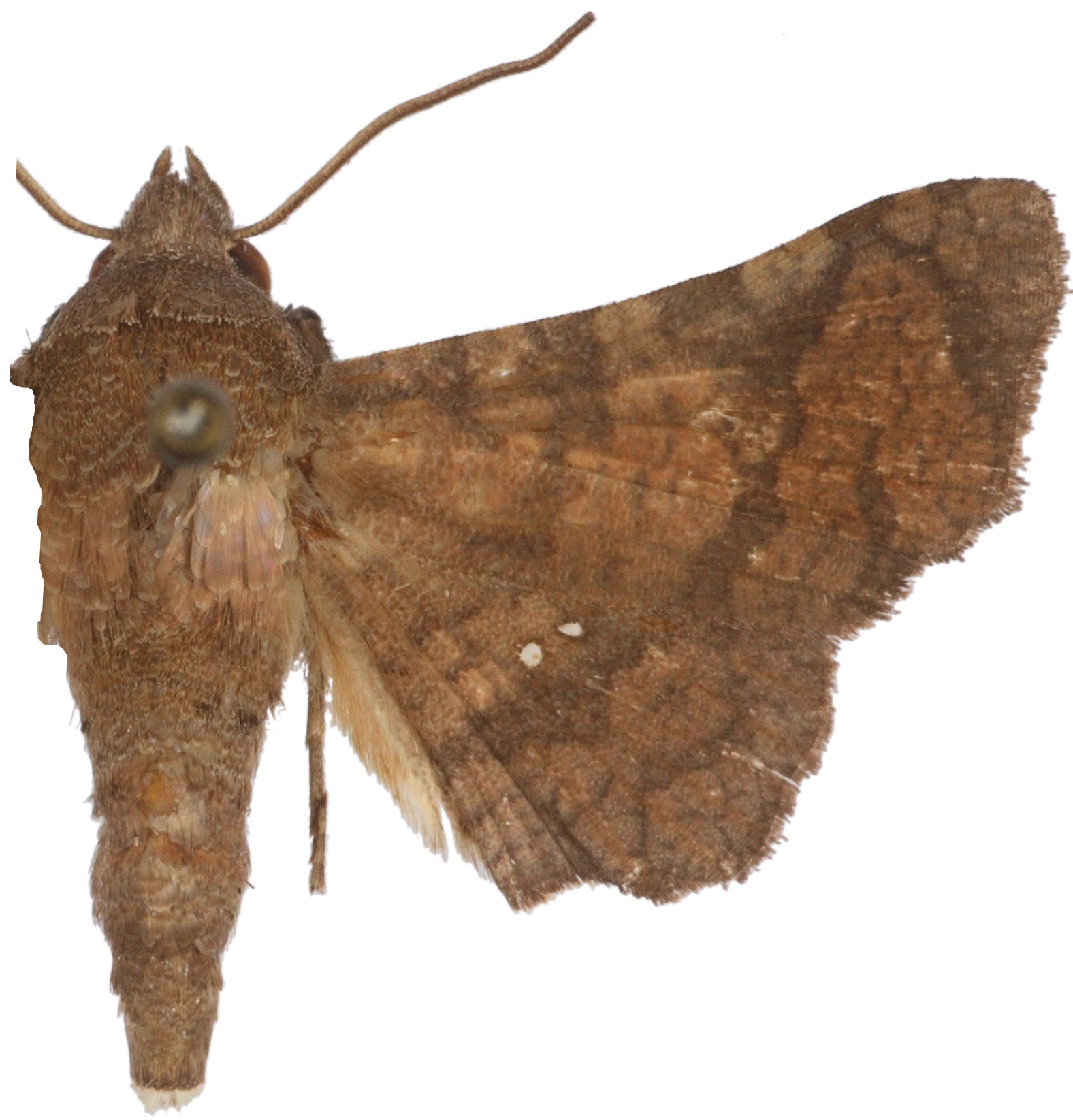Dysodia taprobana Moore