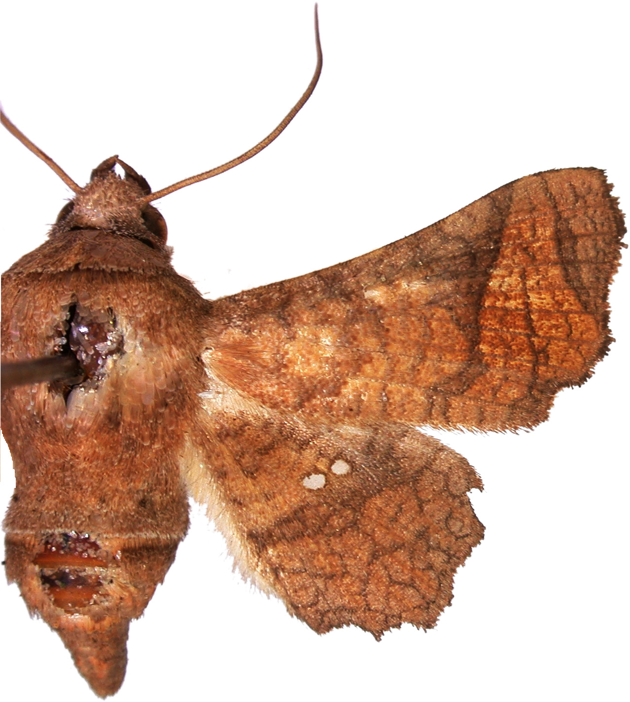 Dysodia taprobana Moore specimen plate