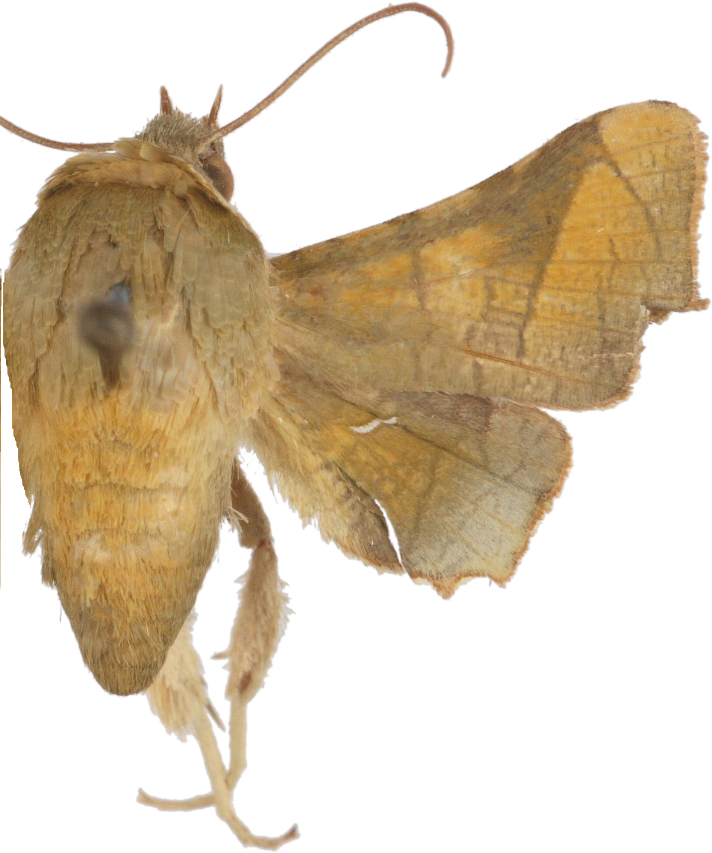 Dysodia viridatrix ssp. 2 Walker
