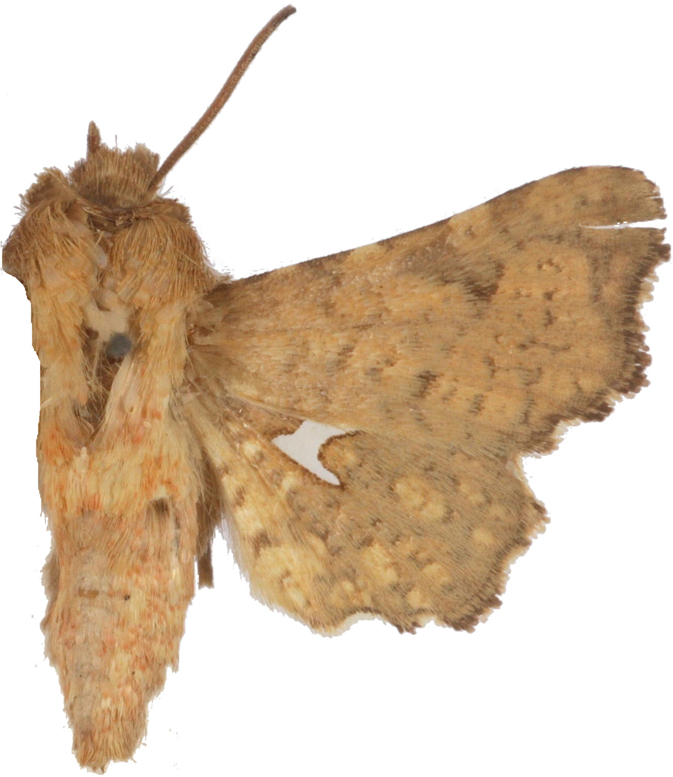 Dysodia ypsiloides Pagenstecher