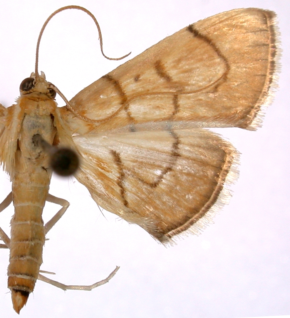 Ecpyrrhorrhoe fulvistriga Swinhoe