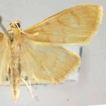 Pagyda ochrealis Wileman