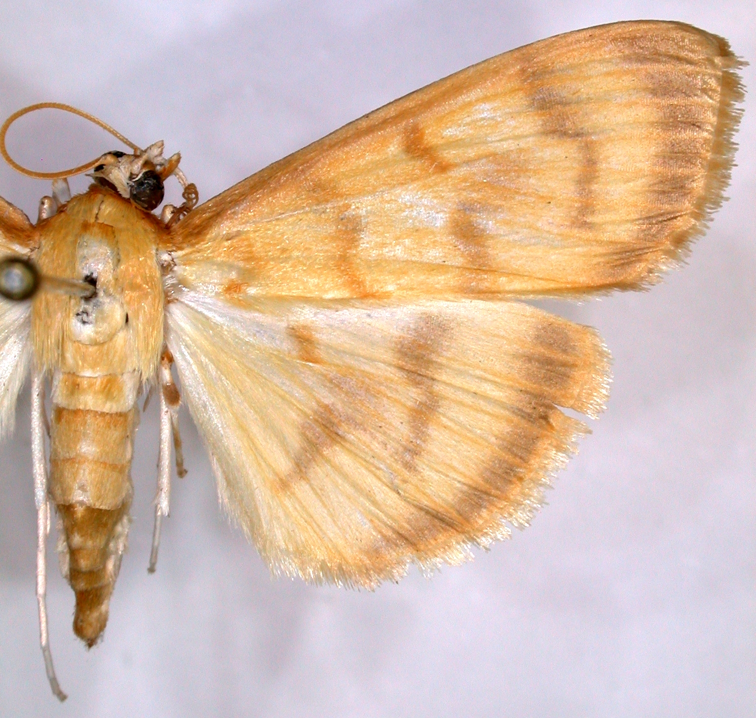 Ecpyrrhorrhoe punctimarginalis Hampson