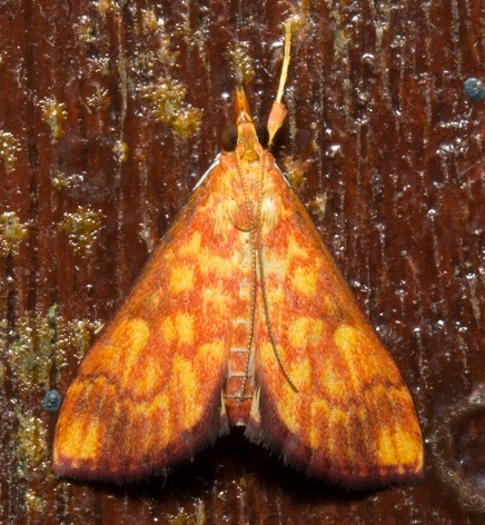 Ecpyrrhorrhoe sp. 2