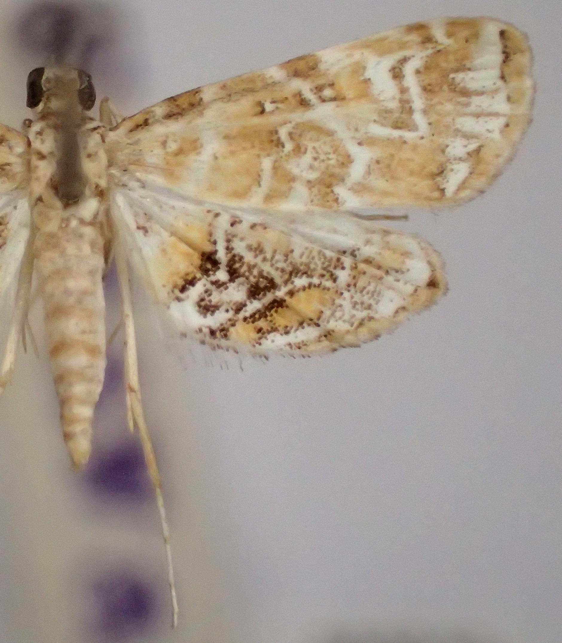 Elophila manilensis Hampson