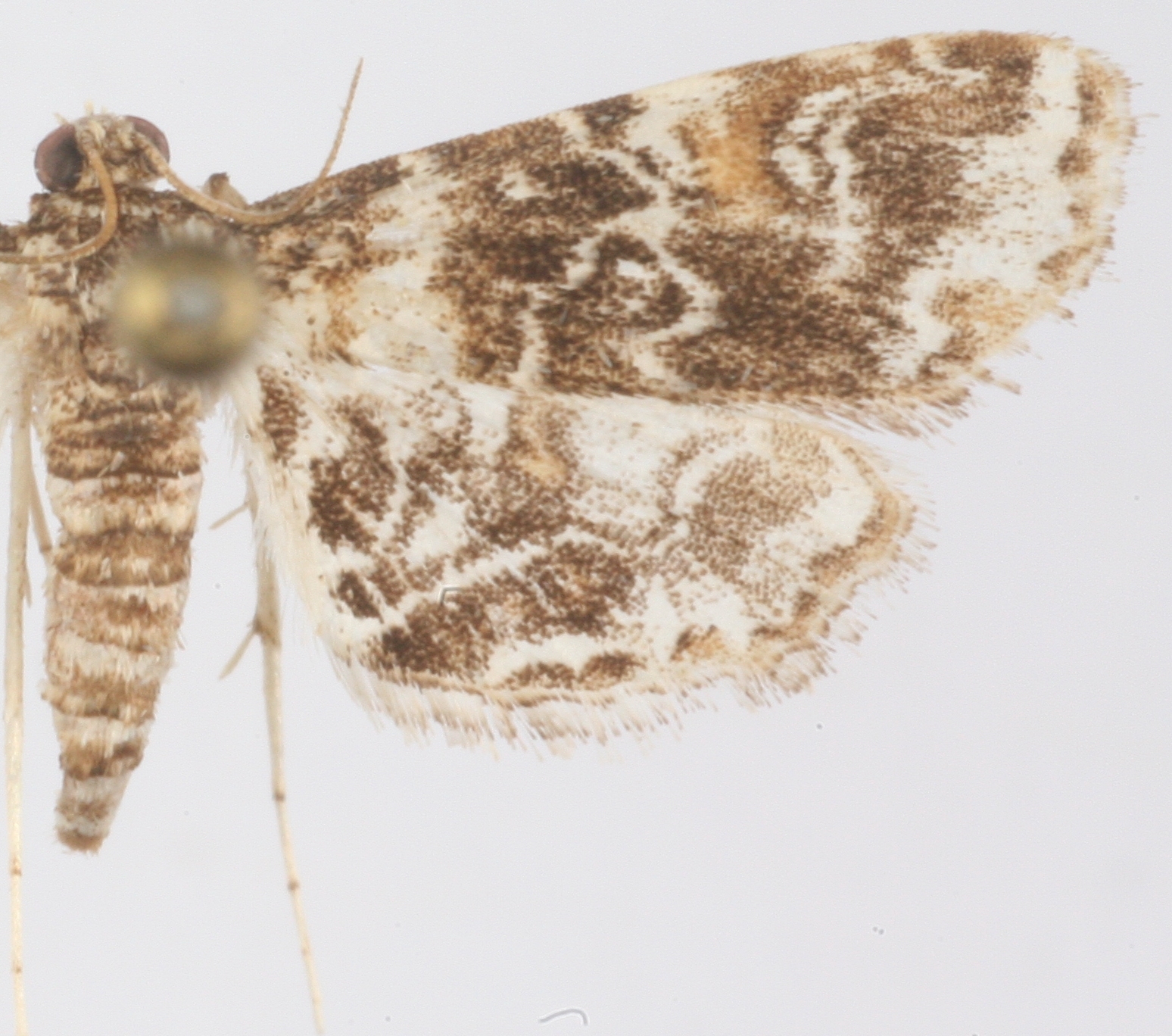 Elophila melagynalis Agassiz