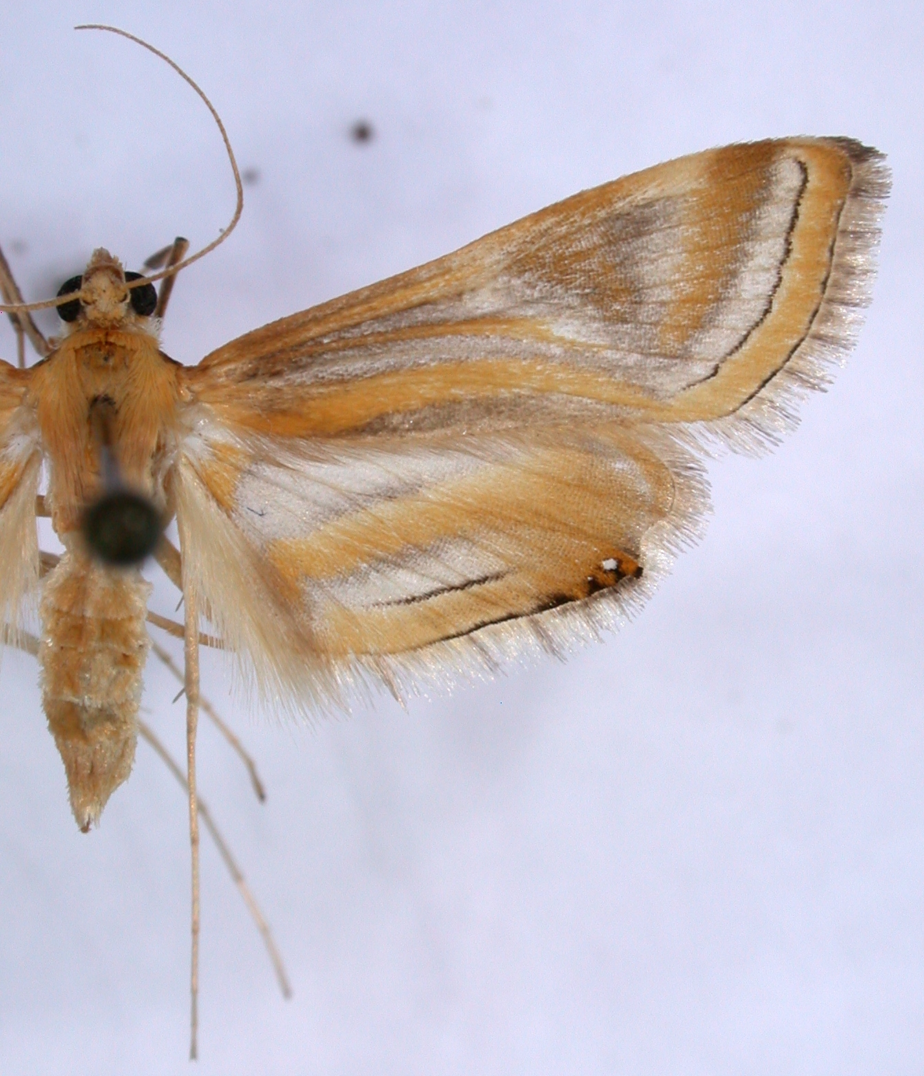 Eoophyla adjunctalis Snellen