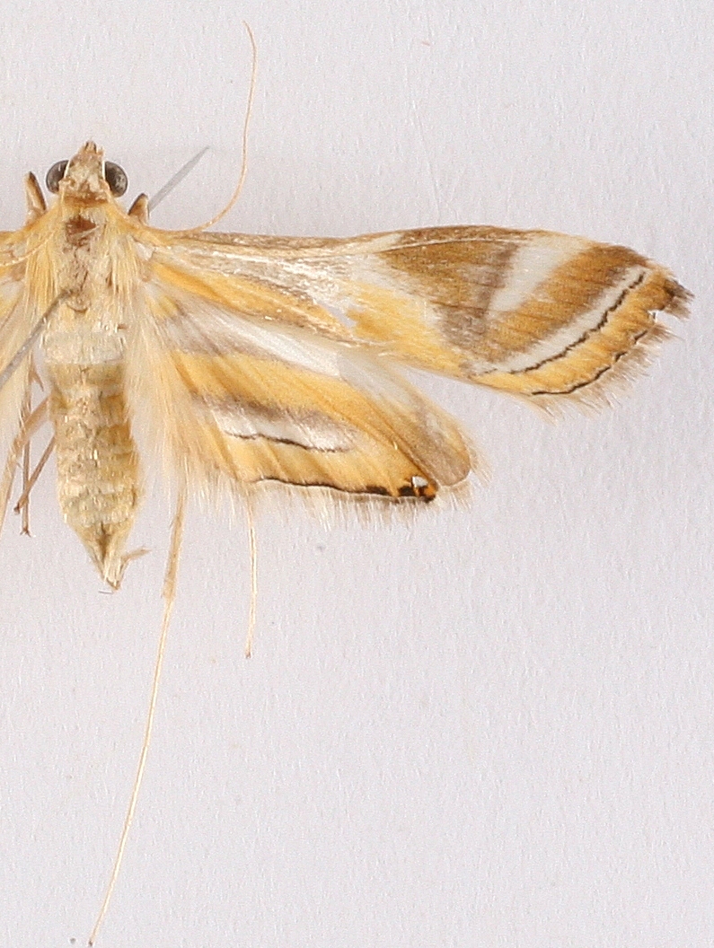 Eoophyla ceratucha Meyrick