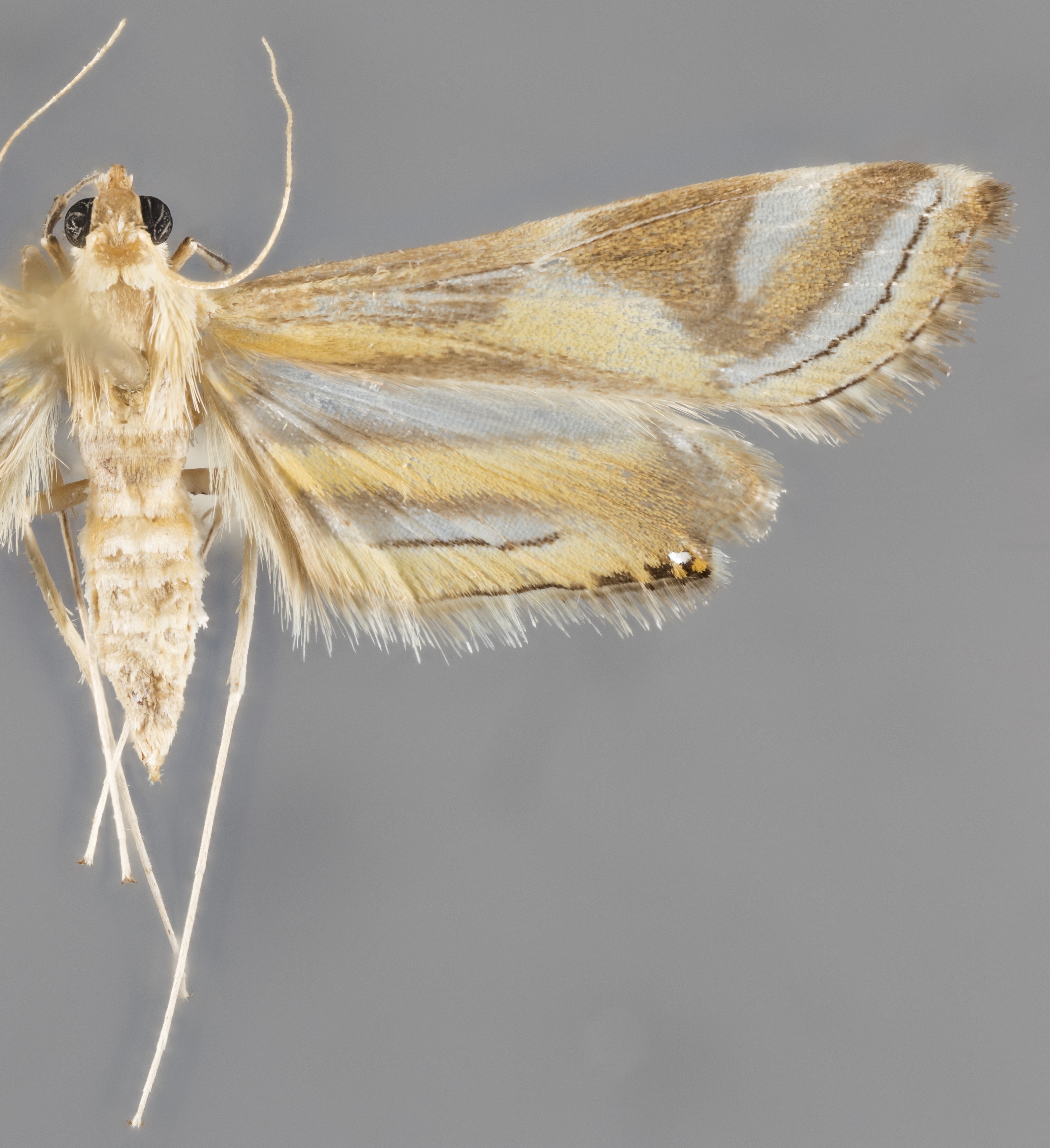 Eoophyla falcatalis Snellen