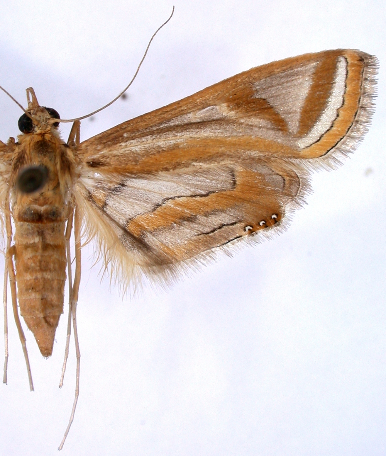Eoophyla hirsuta Snellen