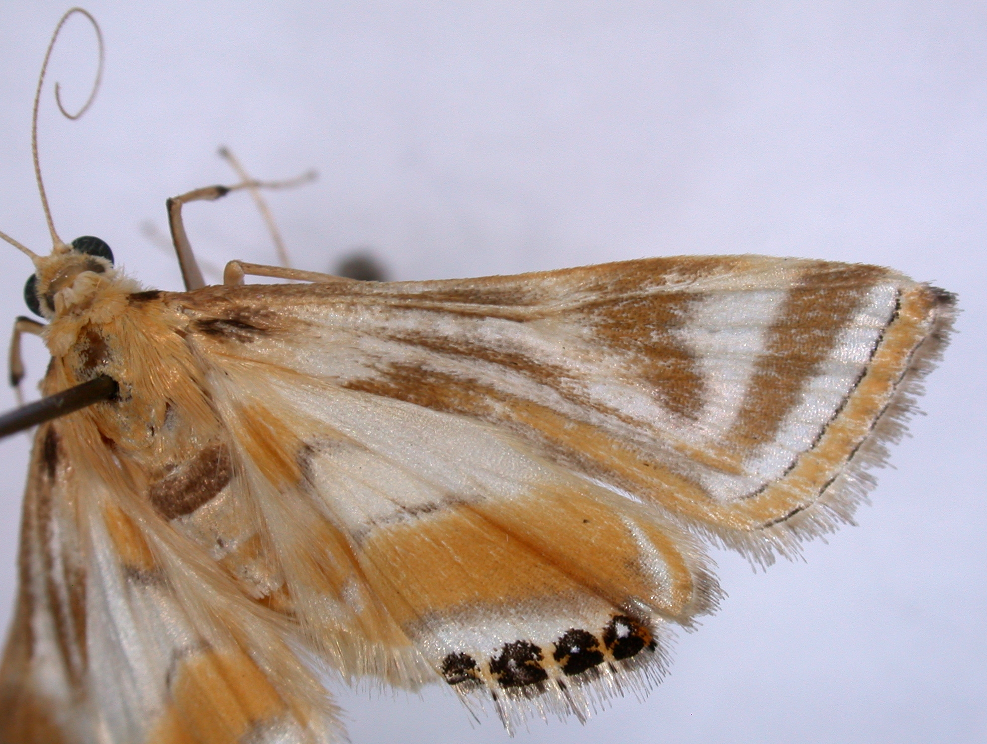 Eoophyla melanops Hampson