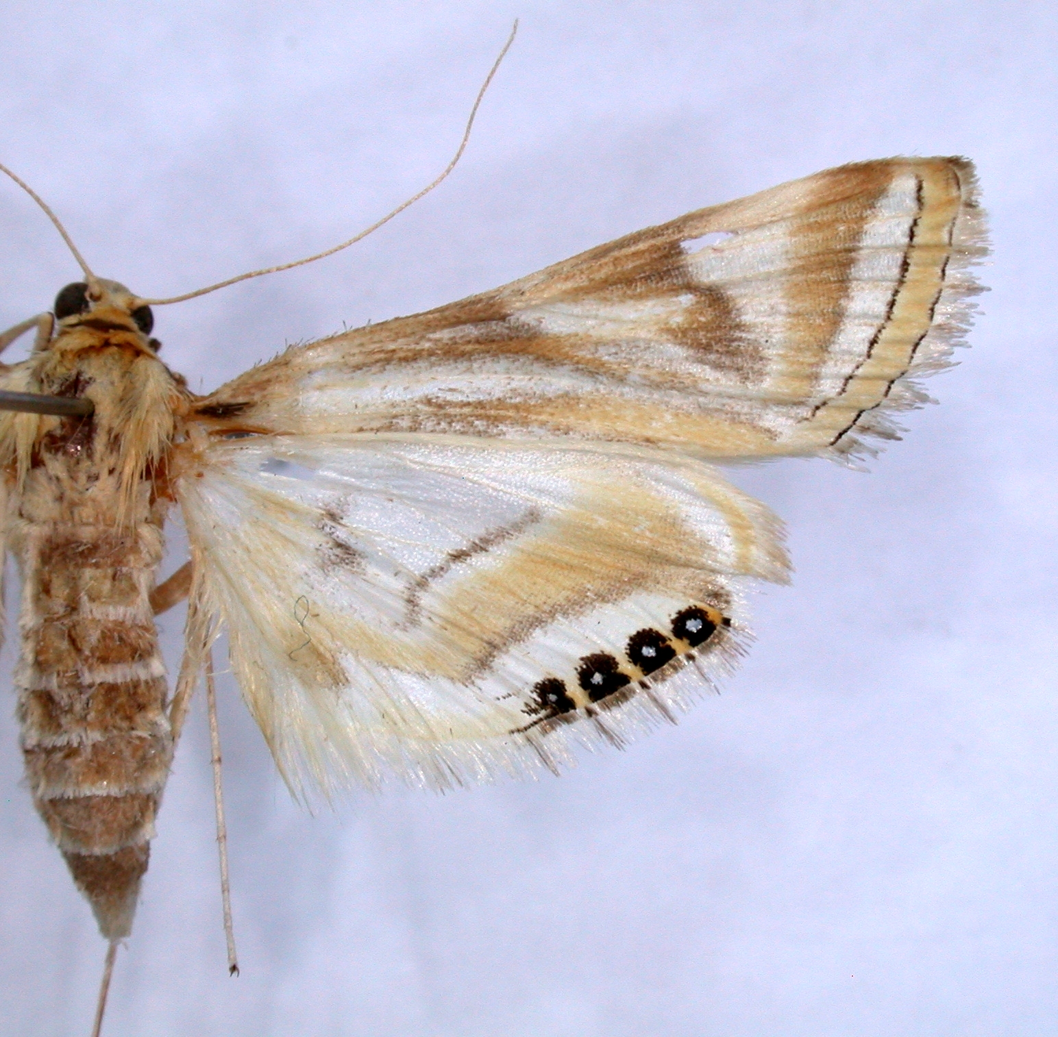 Eoophyla peribocalis Walker
