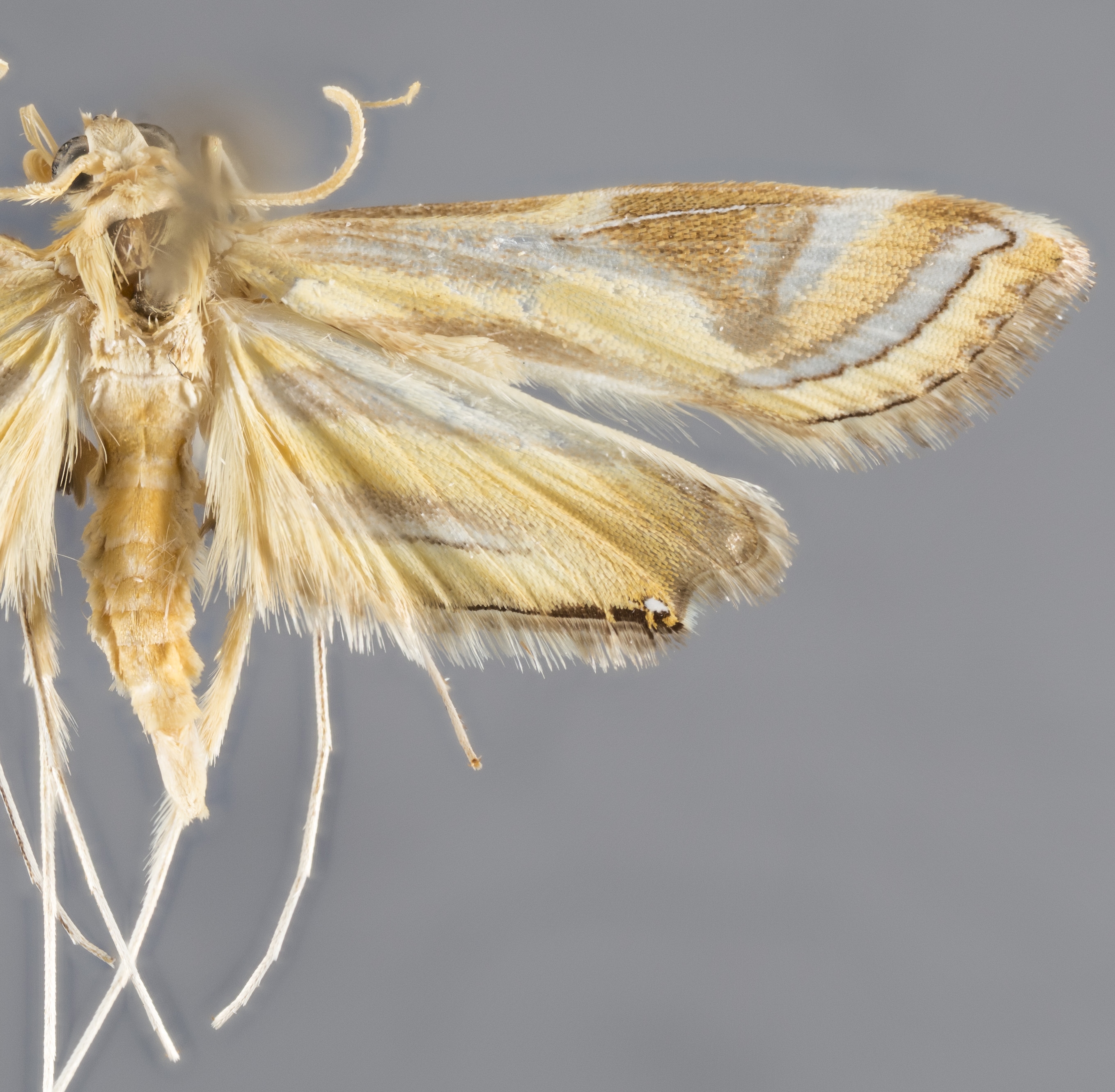 Eoophyla profalcatalis Jaenicke & Mey