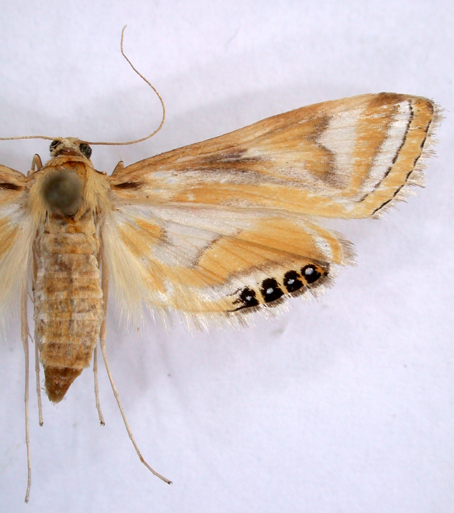 Eoophyla sejunctalis Snellen