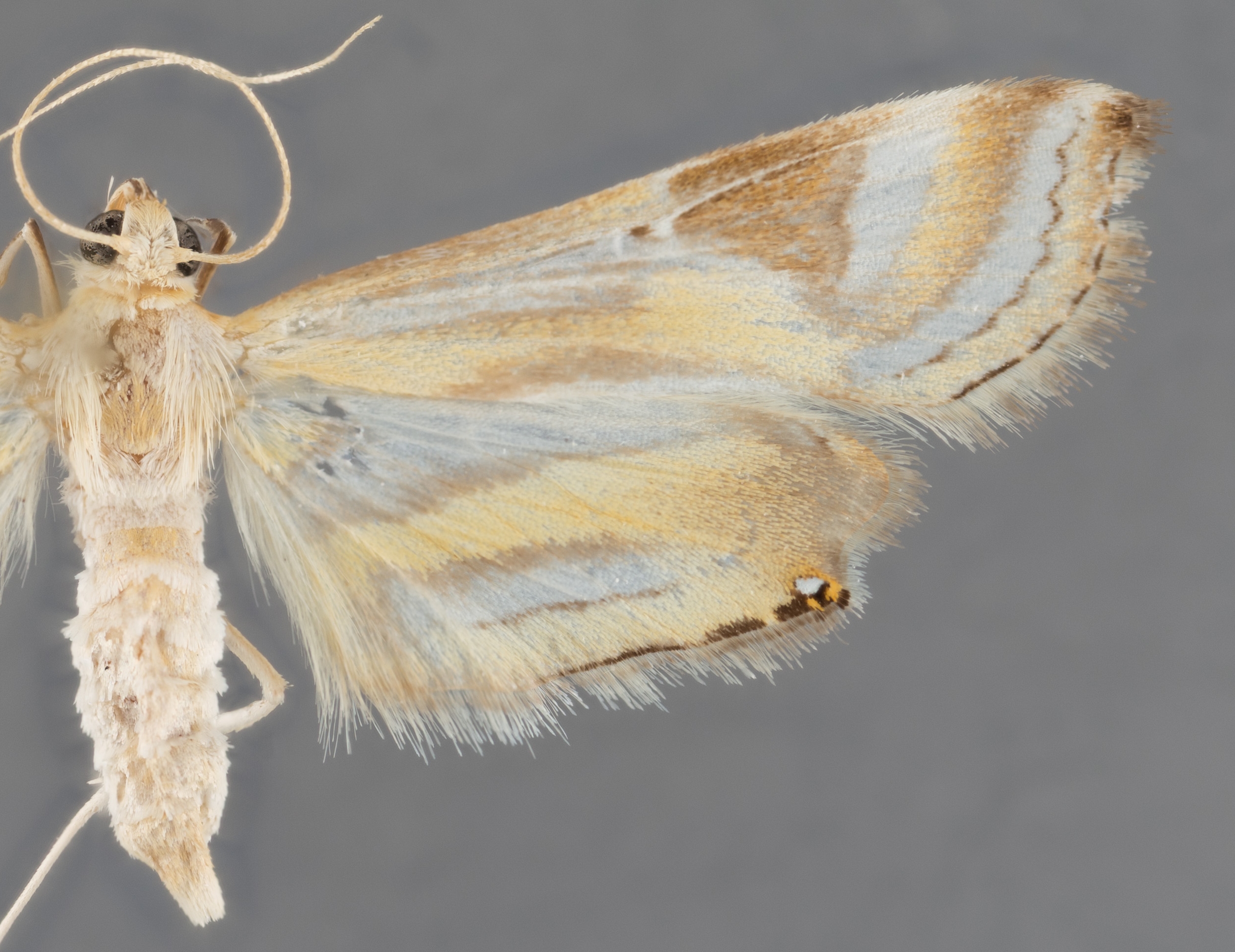 Eoophyla silvicola Jaenicke & Mey