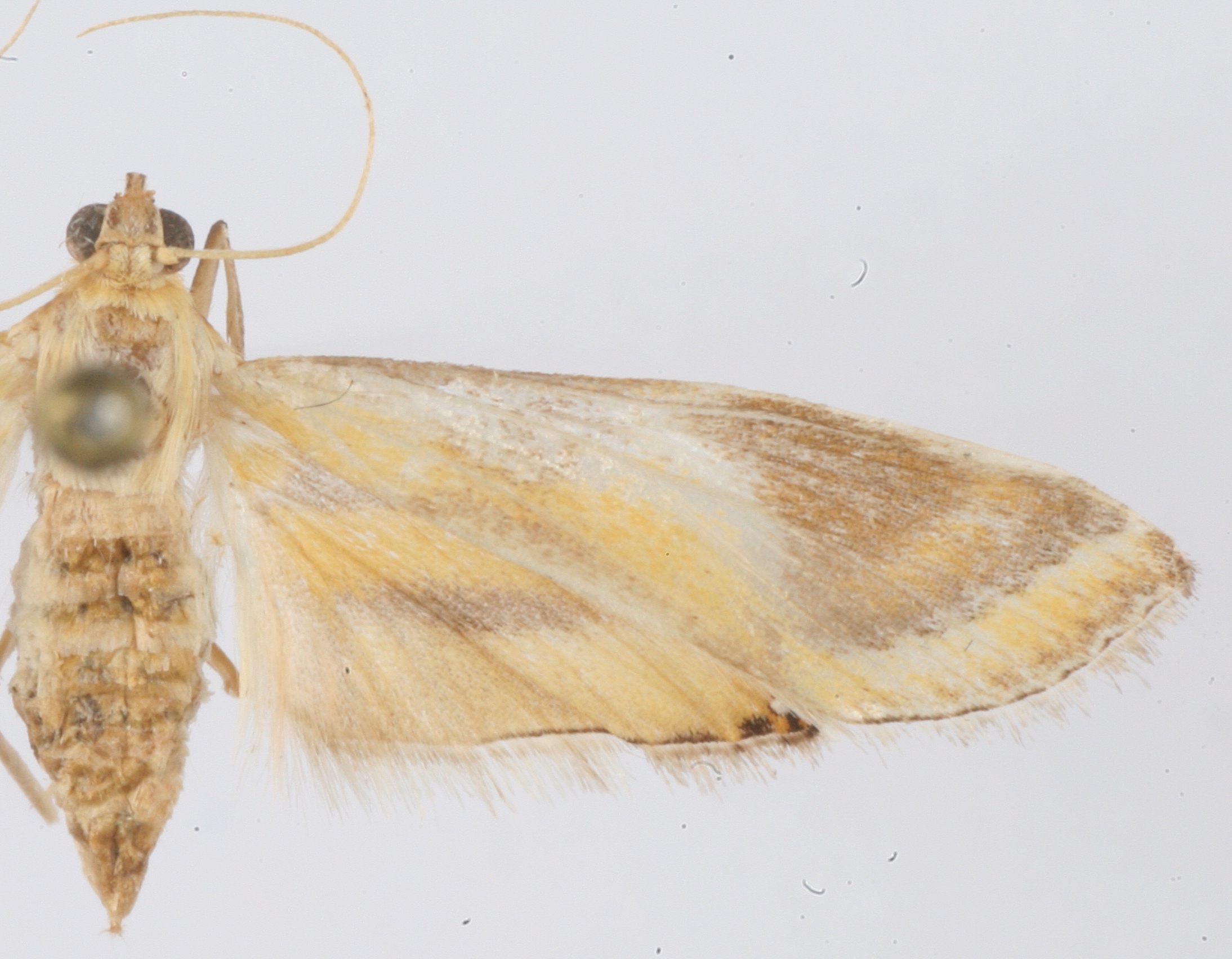 Eoophyla sp. 2