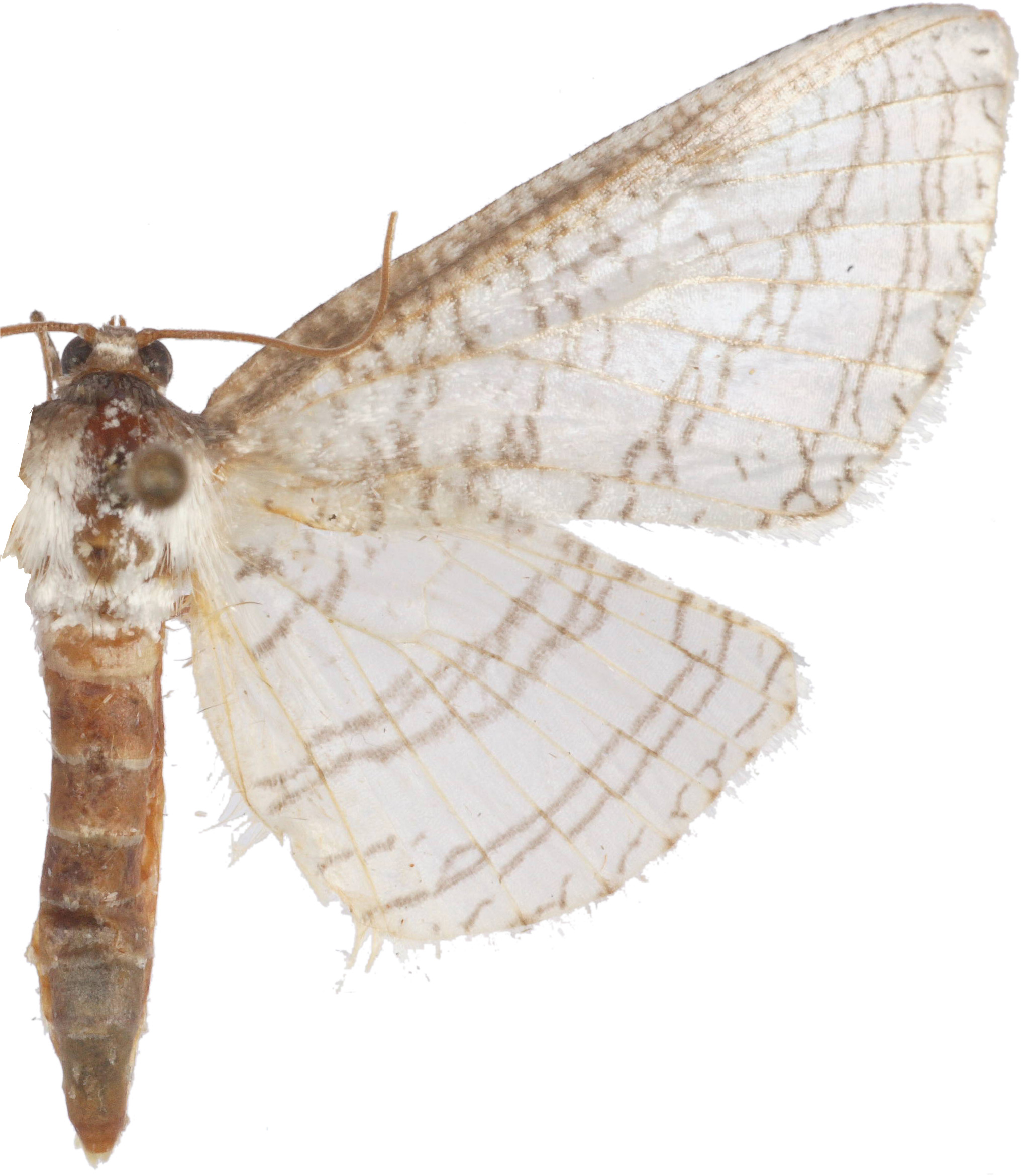 Epaena candidatalis Swinhoe