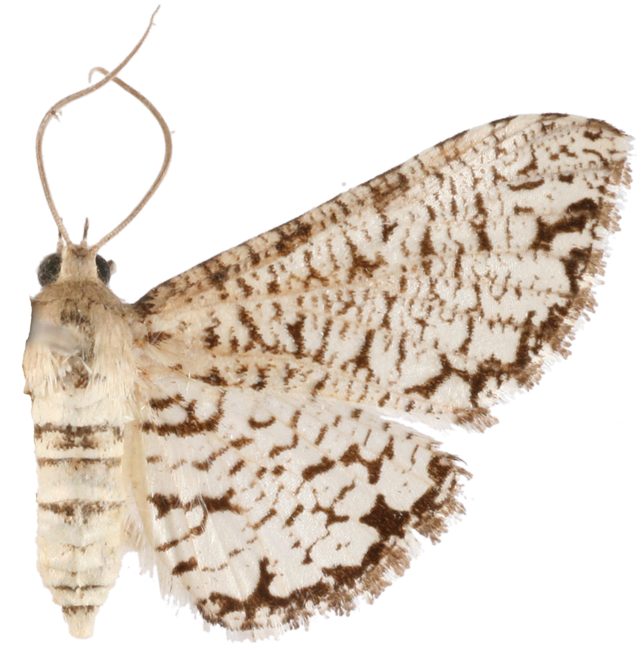 Epaena complicatalis Warren