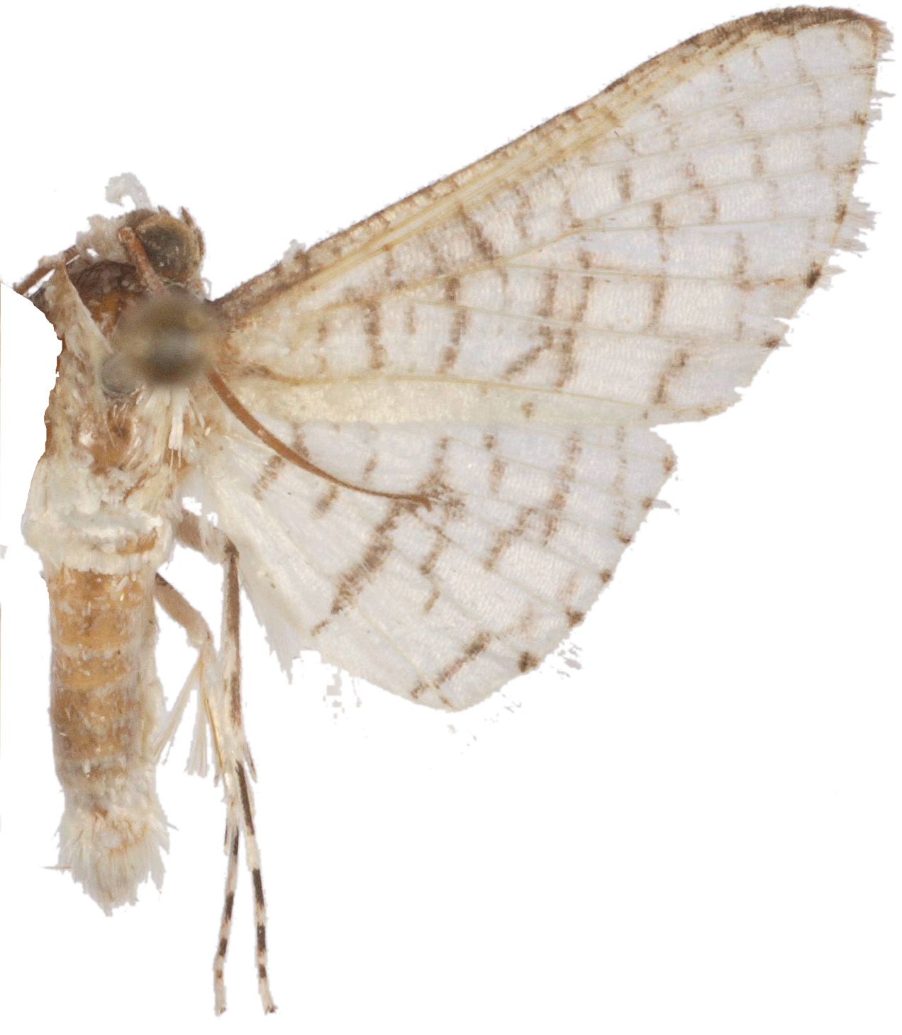 Epaena sp. 1