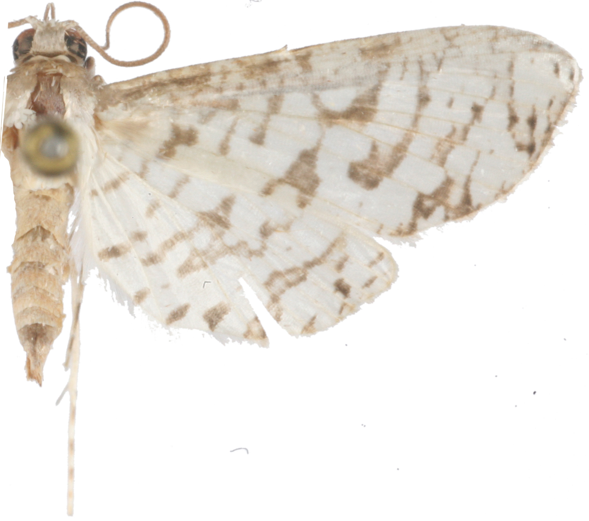 Epaena sp. 10