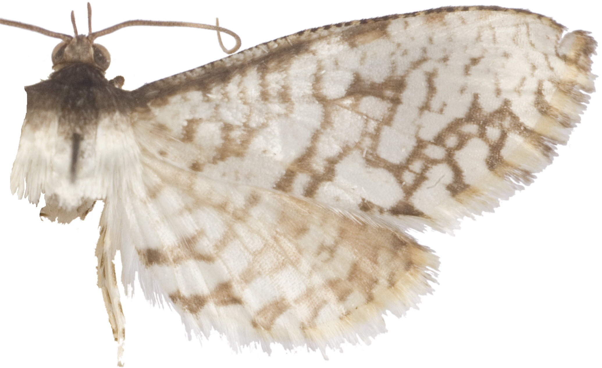 Epaena sp. 3