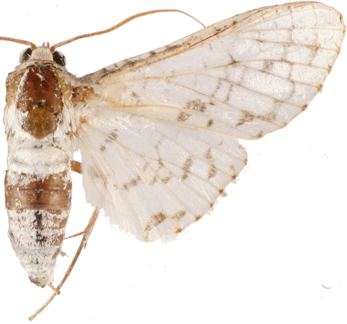 Epaena sp. 4