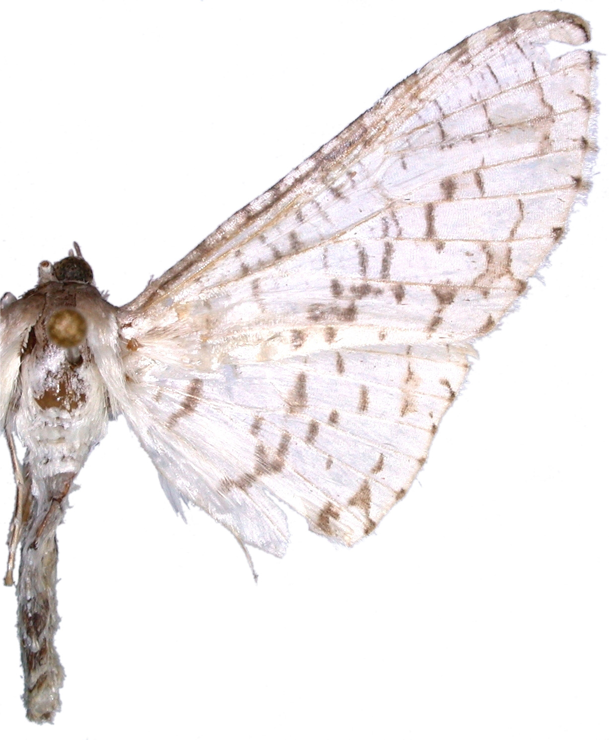 Epaena sp. 5