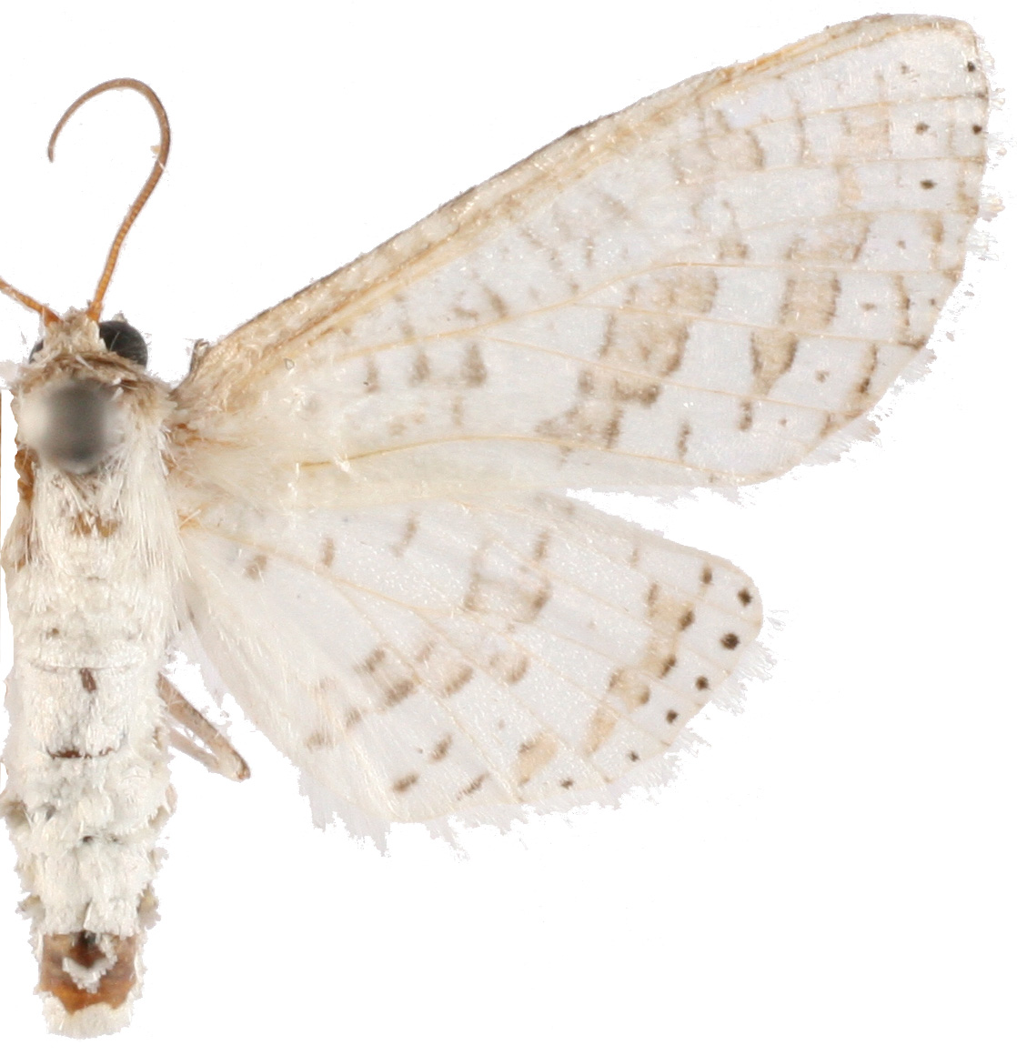 Epaena sp. 6