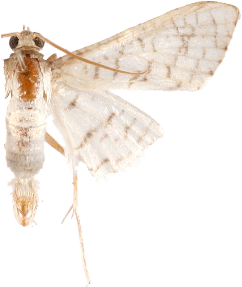 Epaena sp. 7