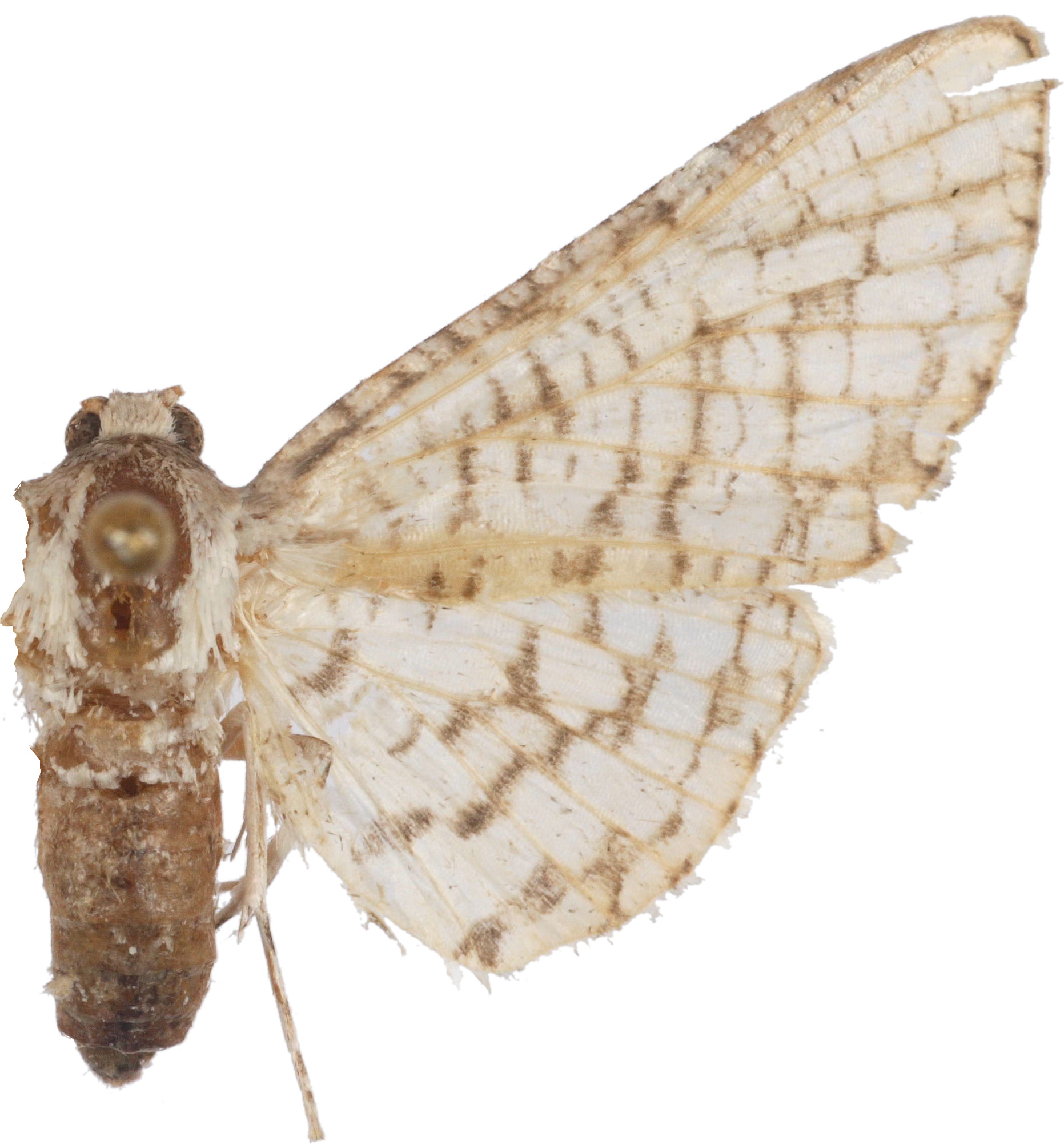 Epaena sp. 2
