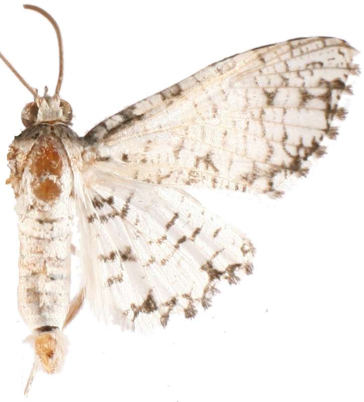 Epaena sp. 8