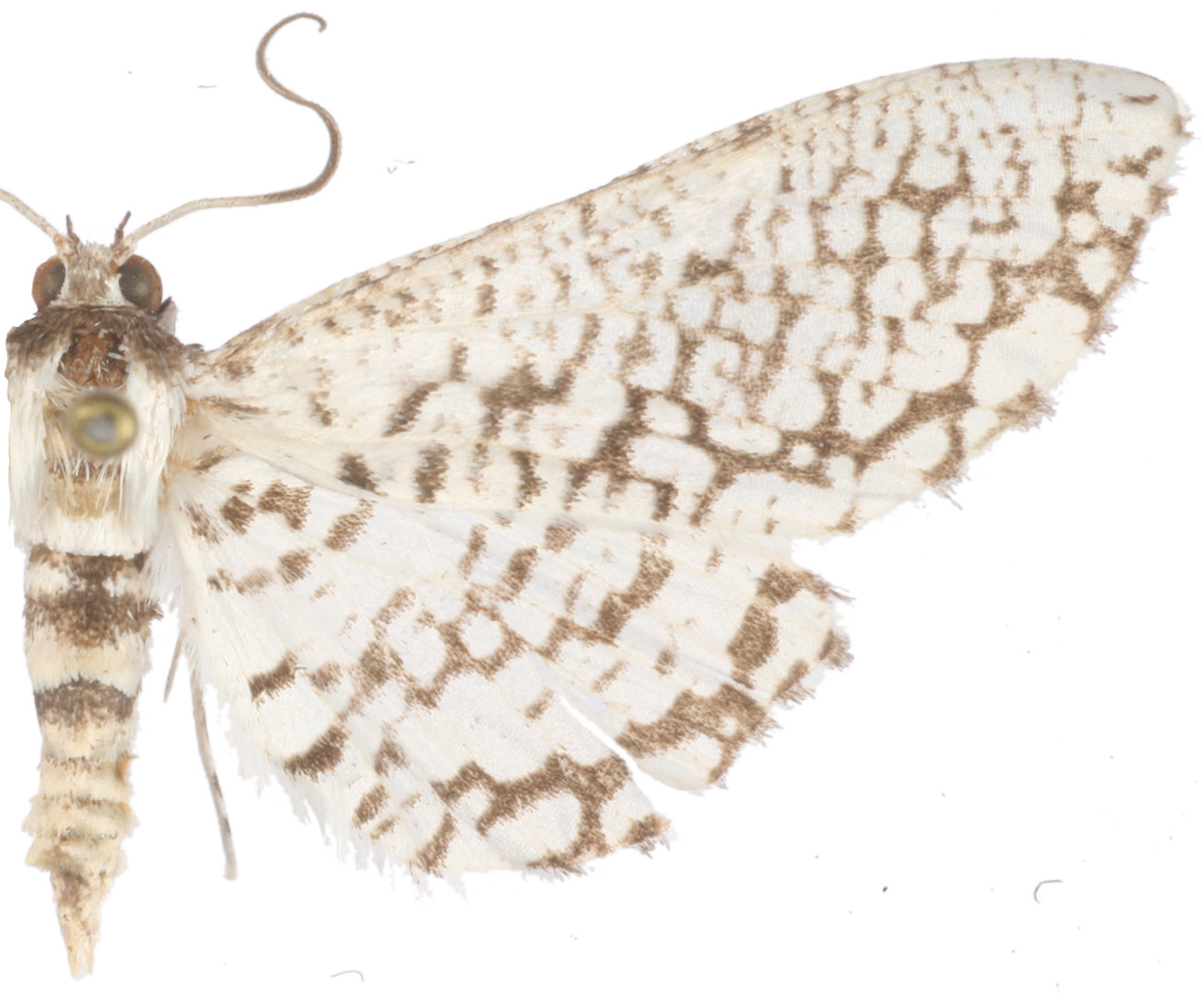 Epaena sp. 9