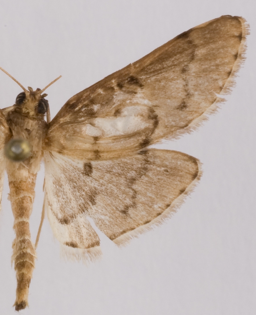 Epherema abyssalis Snellen