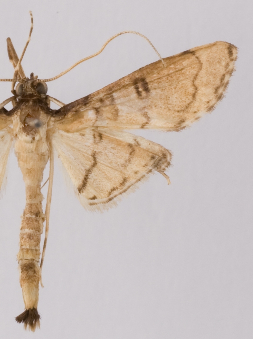 "Epherema" Sp. 1