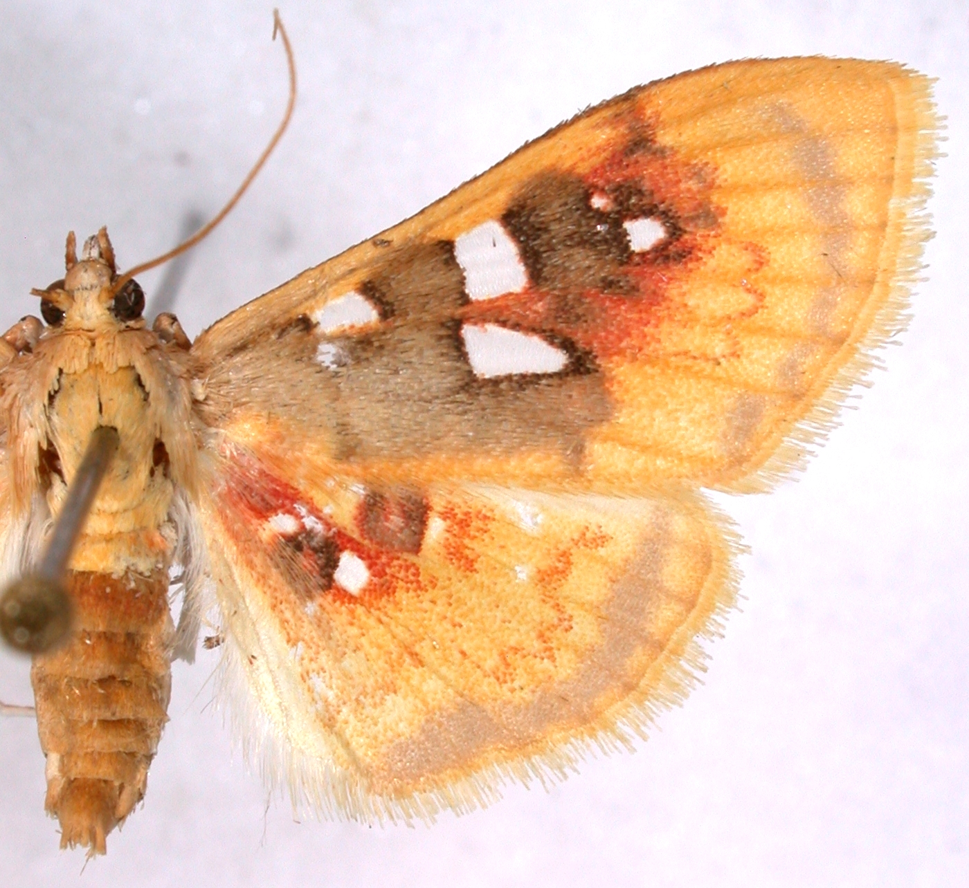 Epipagis pictalis Swinhoe