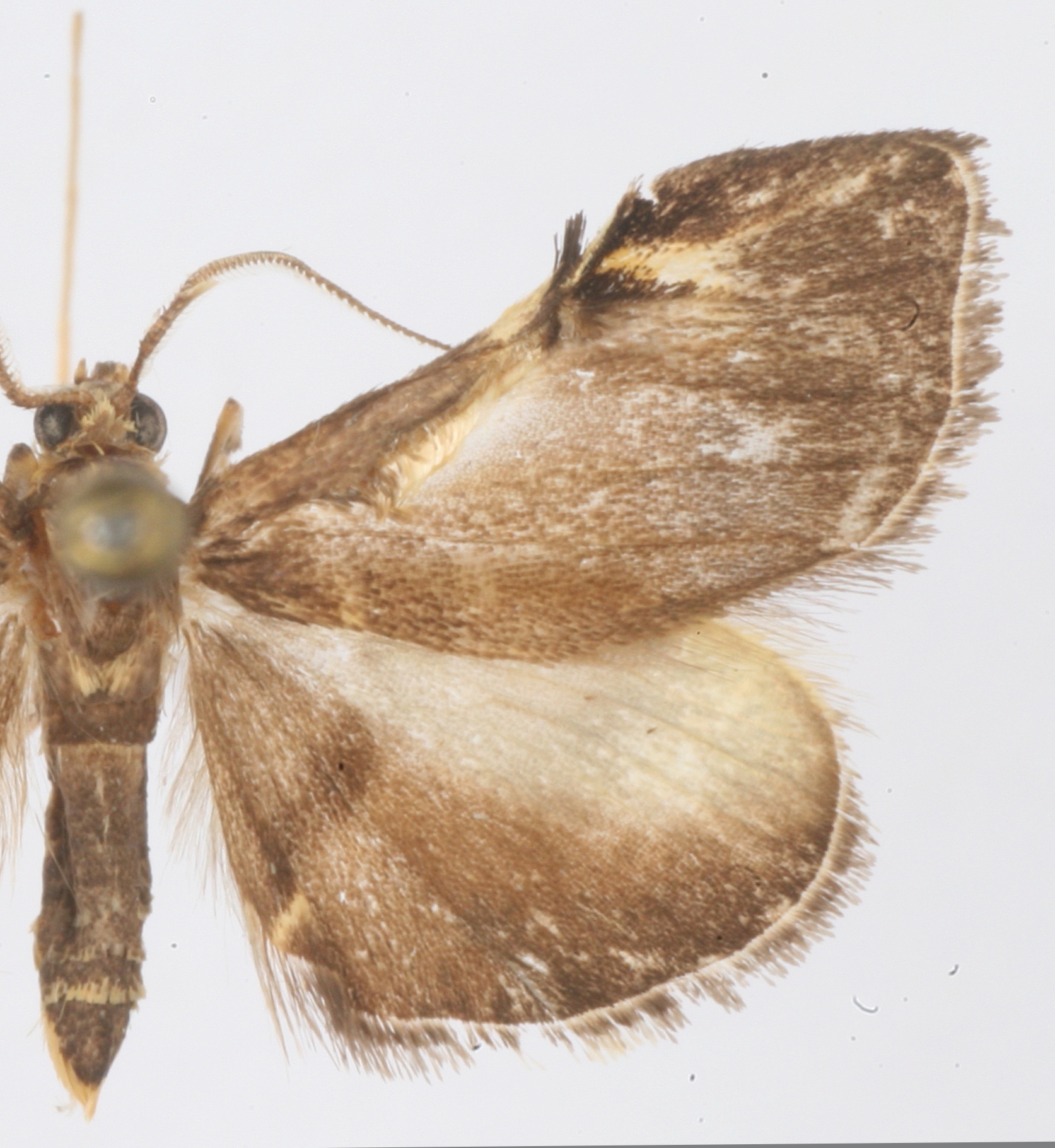 Erinothus lollialis Walker