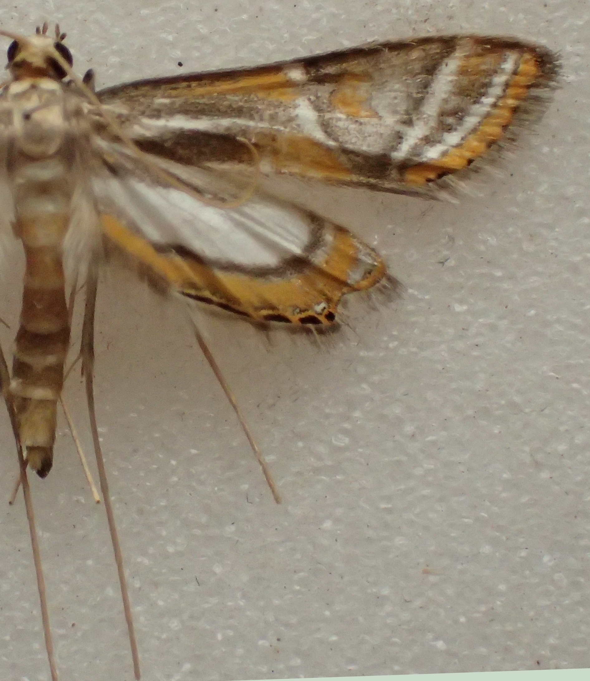 Eristena sp. 2